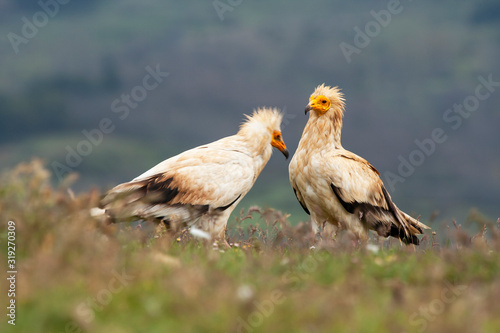 Photography Two Egyptian vultures (Neophron percnopterus), looking for food on the ground, Leon, Spain