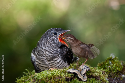 Common cuckoo, Cuculus canorus. Young man in the nest fed by his adoptive mother - Troglodytes troglodytes - Winter wren