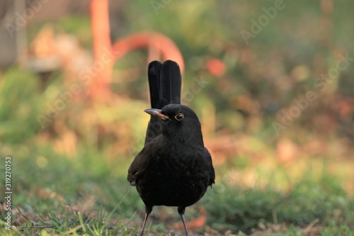 Amsel photo