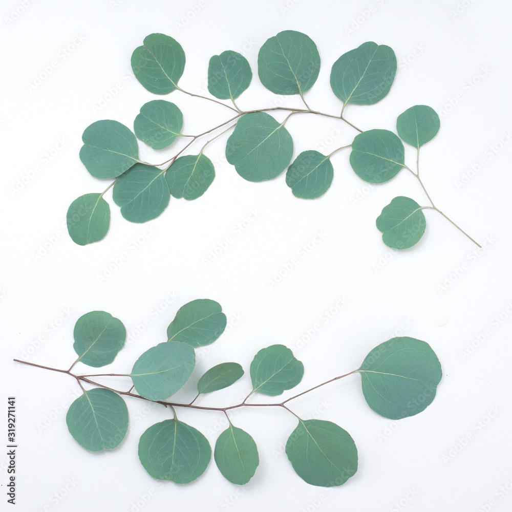 Obraz premium Eucalyptus frame made of eucalyptus branches on white background. Flat lay, top view. copy space