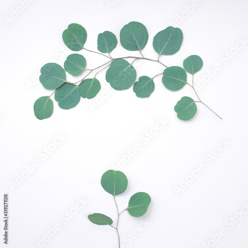 Eucalyptus frame made of eucalyptus branches on white background. Flat lay, top view. copy space