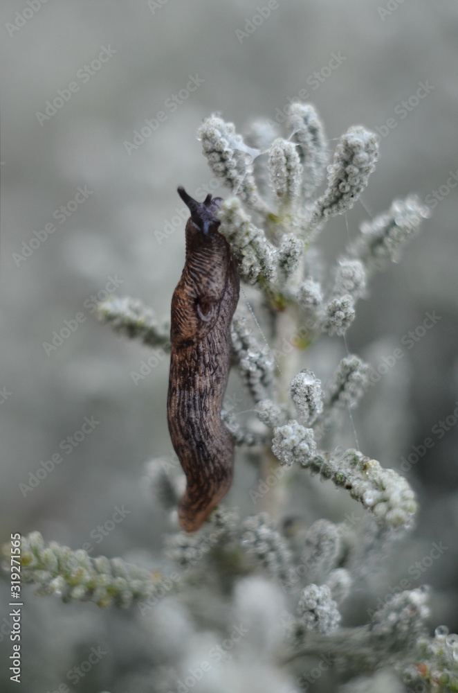 Morning.Dew.Slug.