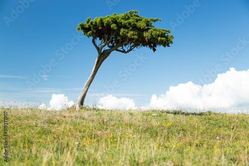 Tree on Gotland with grass and a partly cloudy sky photo