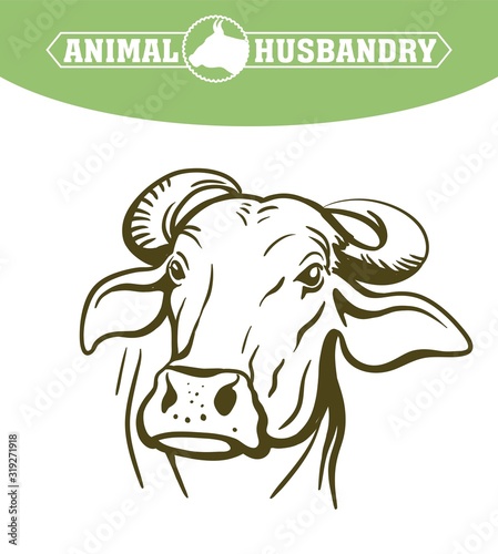 breeding cow. animal husbandry. livestock vector illustration on a white