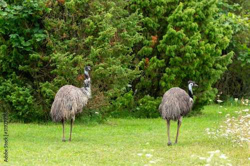 Pair of Emu Walking on Grass