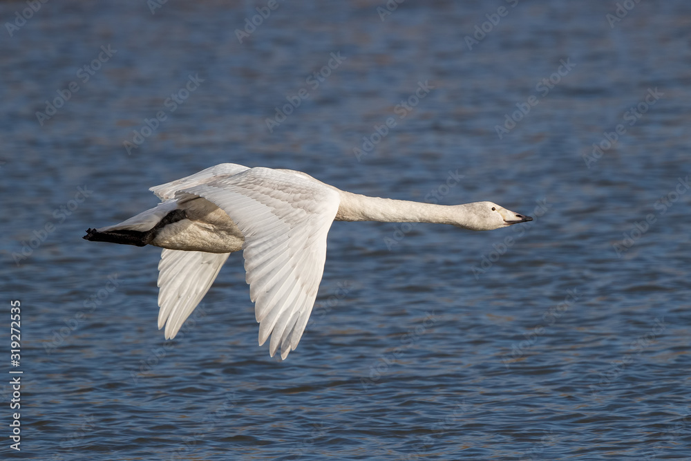 Fototapeta premium Whooper Swan Flying