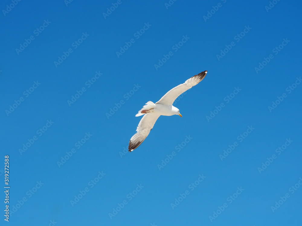 Seagull in flight on blue sky background Seagull in flight on blue sky background