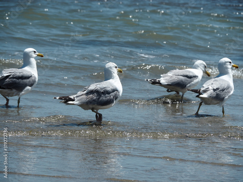 Four seagulls are walking in shallow water © Taras