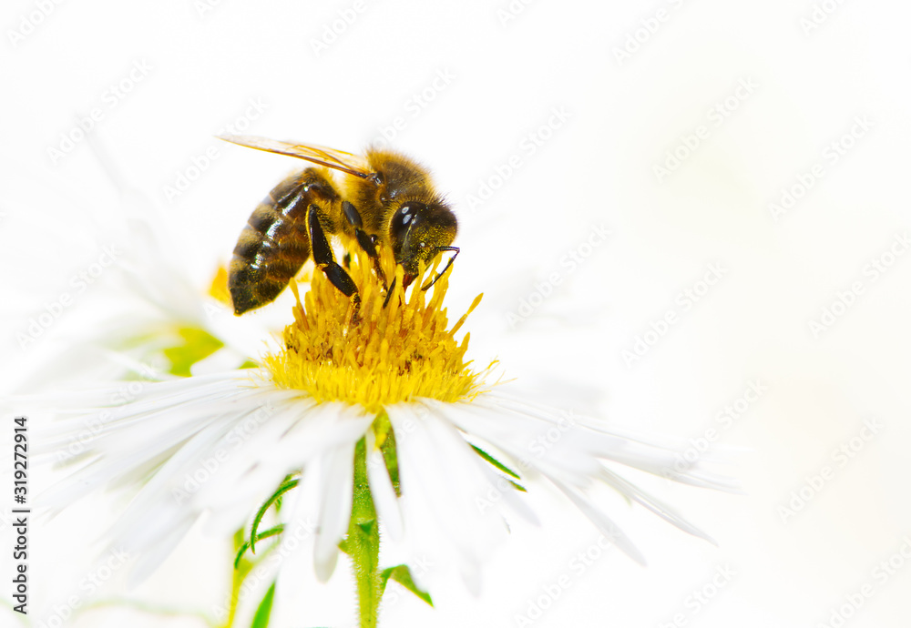 Bee Collecting Nectar on a Aster Flower Bee Collecting Nectar on a Aster Flower