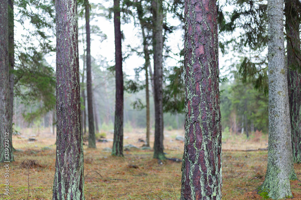 Obraz premium Pine Tree Trunks Close Up
