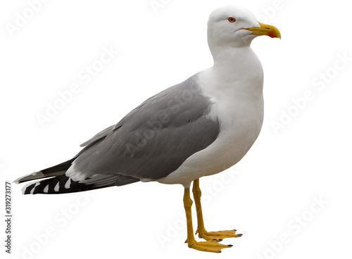 Photo White and grey seagull isolated on white