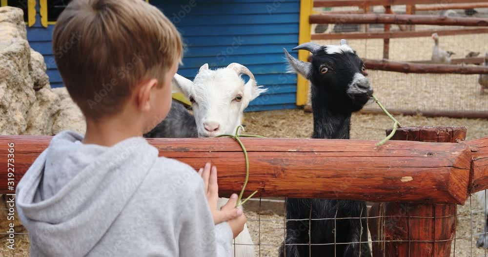Private zoo visitor feeds goats with dry plant standing near lattice fence extreme close view
