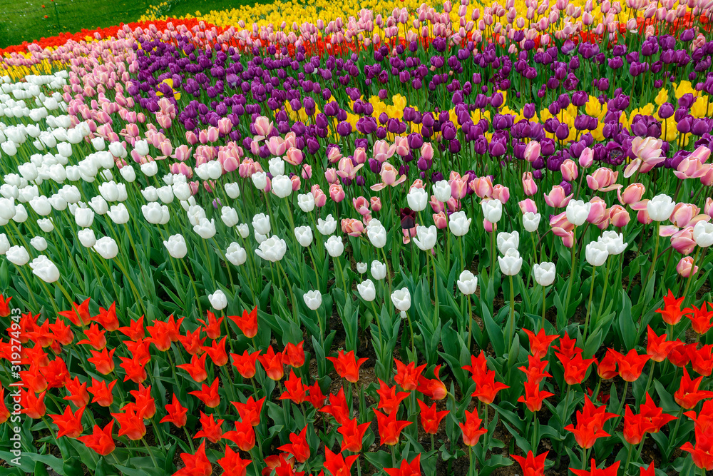 flowerbed of tulips