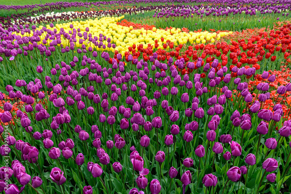flowerbed of tulips