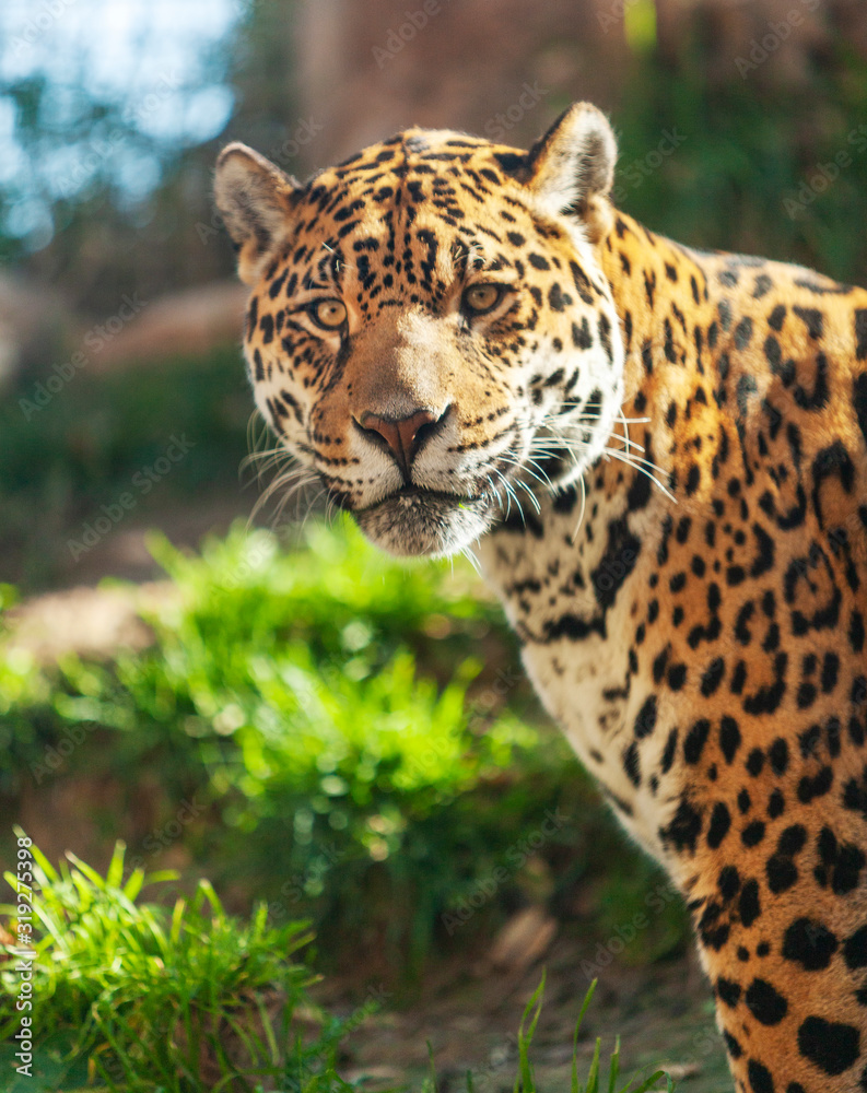 Obraz premium Close-up Portrait of a Jaguar - a large beautiful dangerous animal.