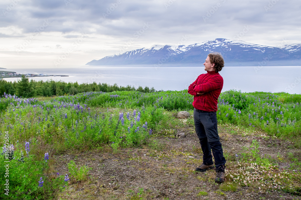 Young man, standing on a green grass field with wild flowers (lupine), in Iceland
