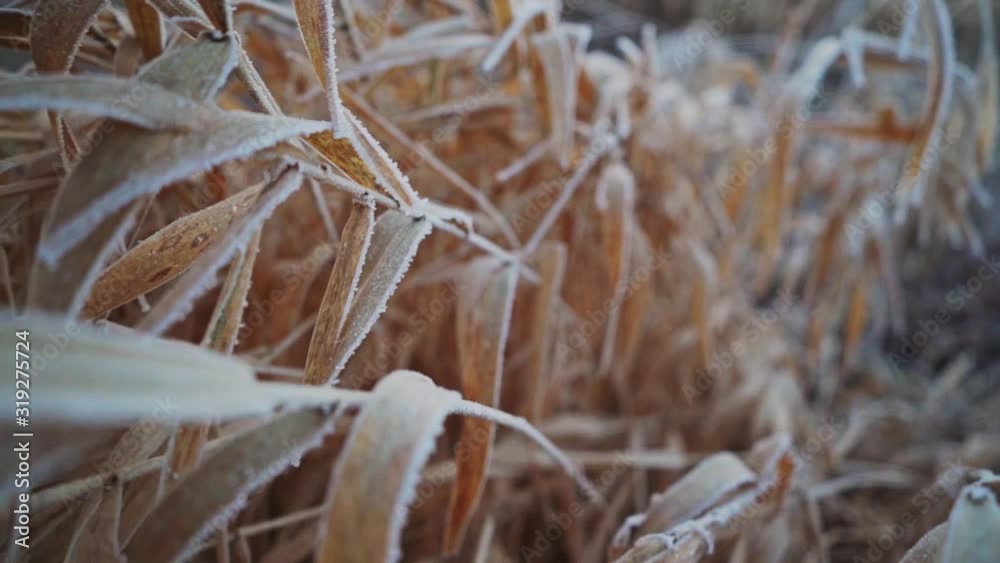 Frozen grass. Close up macro shot. Slow motion footage. Frozen grass. Close up macro shot. Slow motion footage.