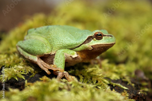 European tree frog (Hyla arborea) climbing the tree in natural habitat, small green tree frog close up photo in real natural habitat, forest organism
