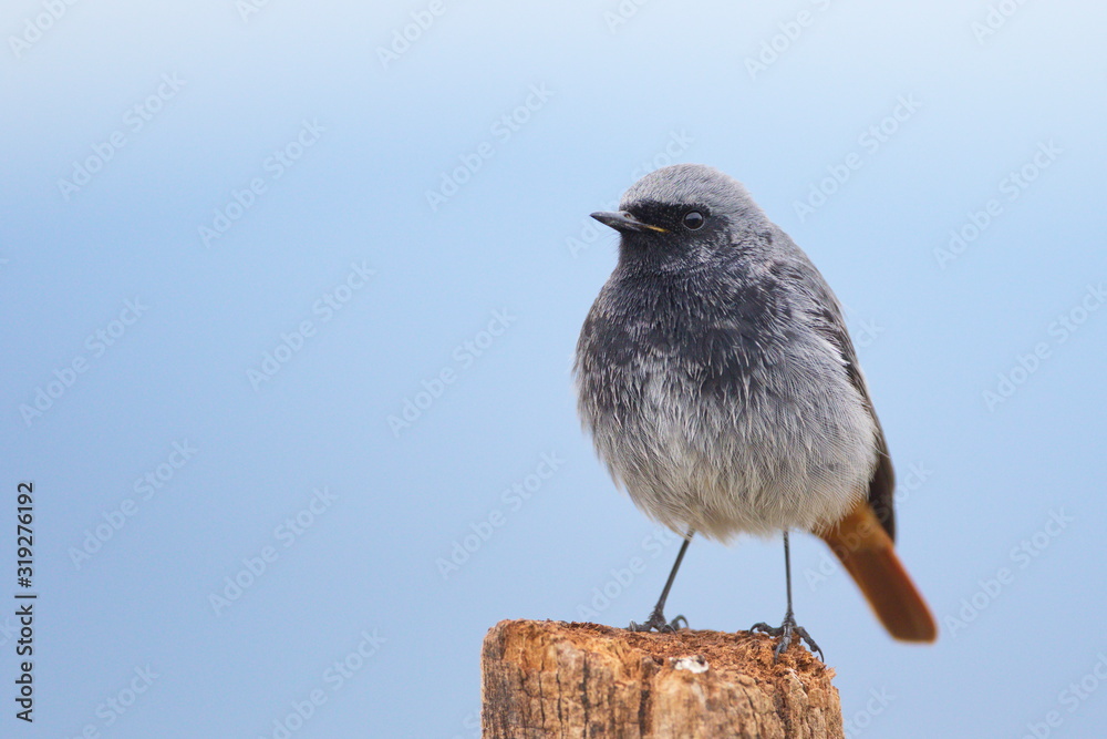 Fototapeta premium Jan. 29, 2020; Larrabetzu, Bizkaia (Basque Country). Male Black redstart portrait.
