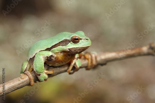 European tree frog (Hyla arborea) climbing the tree in natural habitat, small green tree frog close up photo in real natural habitat, forest organism