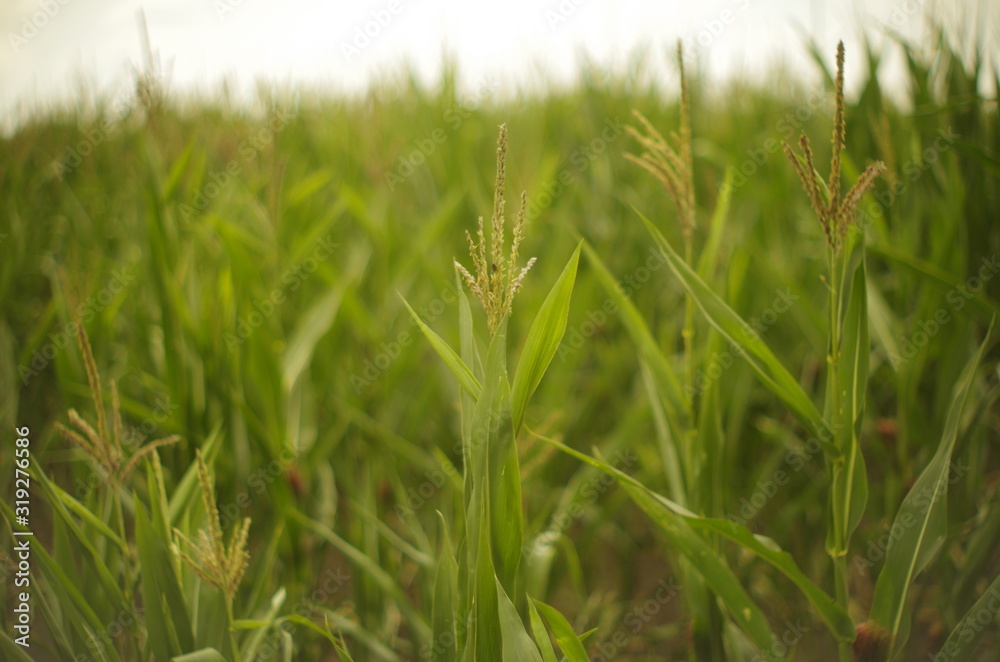 cornfield cornfield