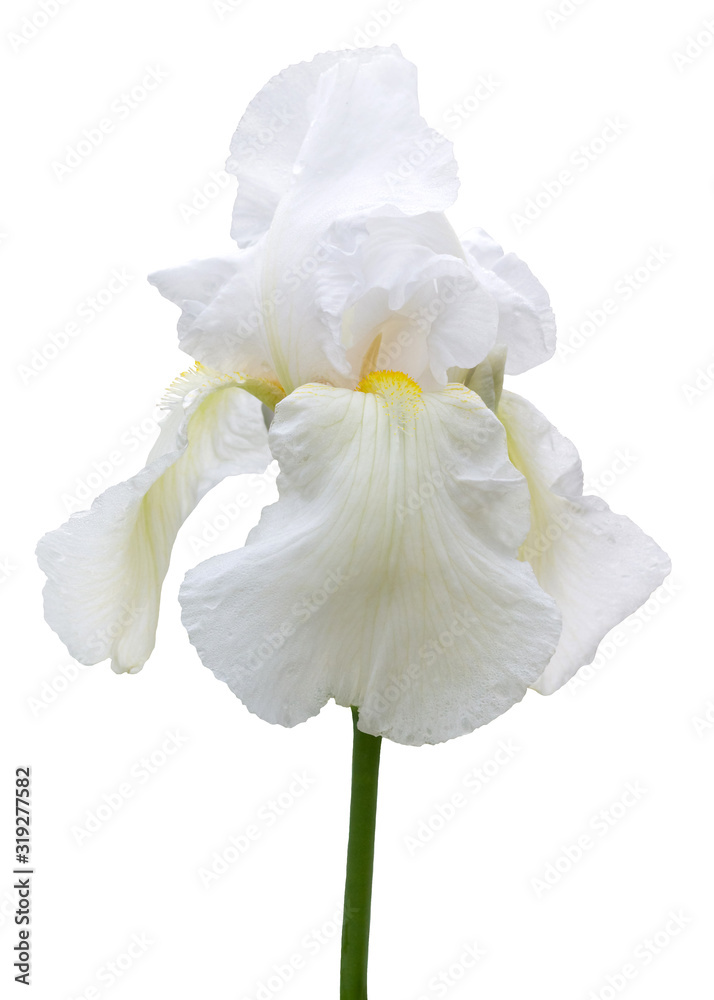 Fototapeta premium White iris flower on white isolated background_