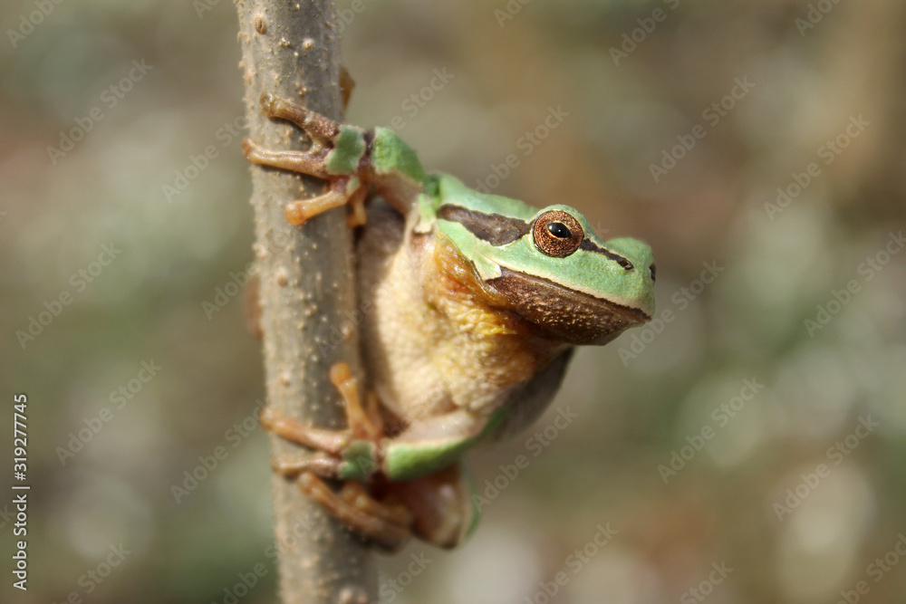 European tree frog (Hyla arborea) climbing the tree in natural habitat, small green tree frog close up photo in real natural habitat, forest organism European tree frog (Hyla arborea) climbing the tree in natural habitat, small green tree frog close up photo in real natural habitat, forest organism