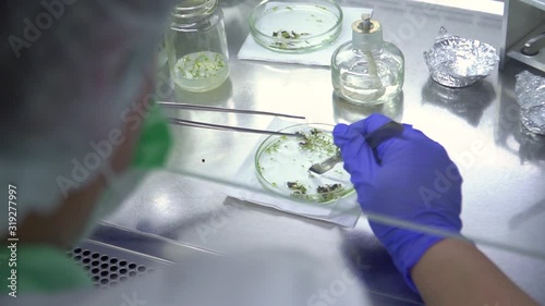The specialist works with plant samples. Blueberry production.