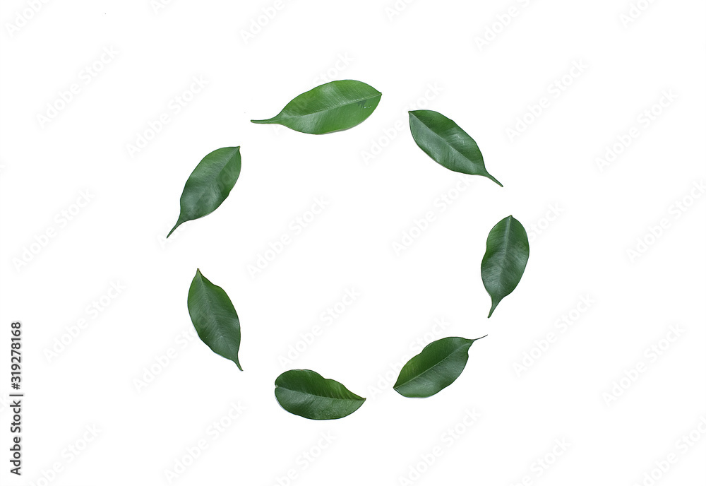 eco-friendly leaves, in a circle, on a white background, for design, for icons and recording