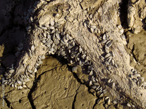 Zebra mussel (Dreissena polymorpha), a small freshwater mussel, very invasive and fast spreading freshwater shell with strong byssal fibers. Mollusca, family Dreissenidae,  photo