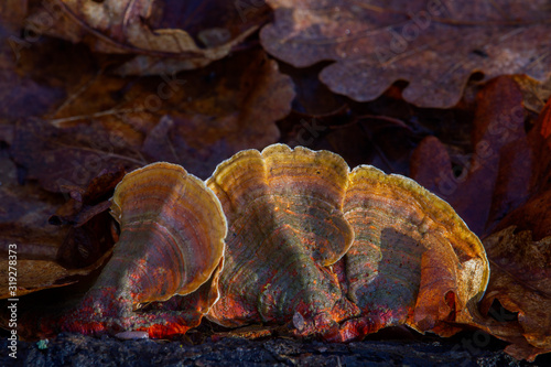 Wallpaper Mural A forest mushroom on a tree lit by the morning sun, shallow depth of field Torontodigital.ca
