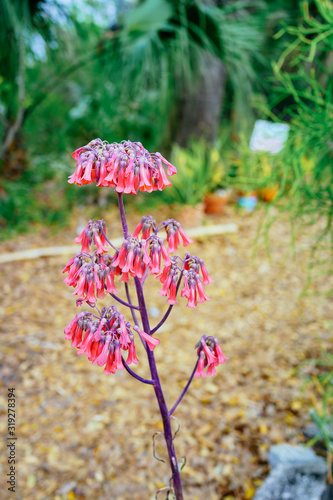 The blossom of pink Bryophyllum delagoense flower photo