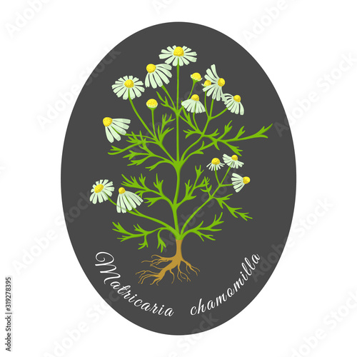 Painted Hand Drawn Bush of Blossoming Chamomile
