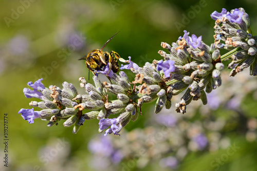 A bee pollinates a purple lavender flower in the garden