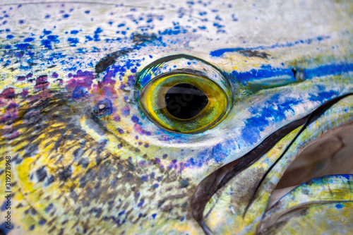 Detail Foto eines Mahi Mahi, Golden Dorado farbenfroh bunter Meeresfisch  photo
