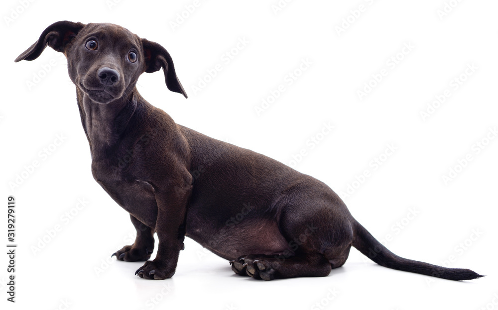 One black dachshund.