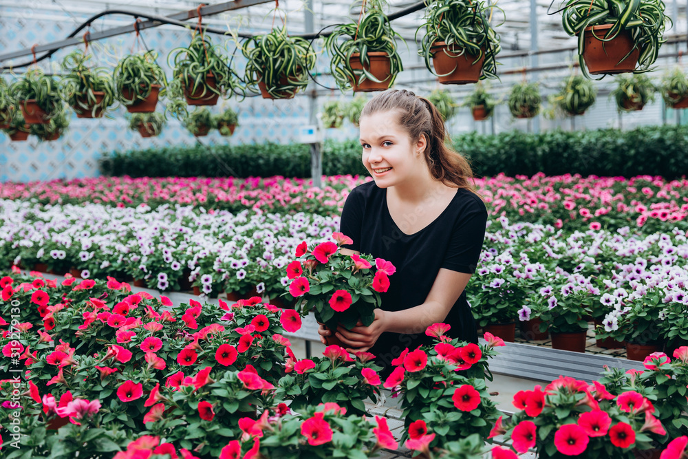 young beautiful long-haired girl in a greenhouse with colorful flowers petunias in spring