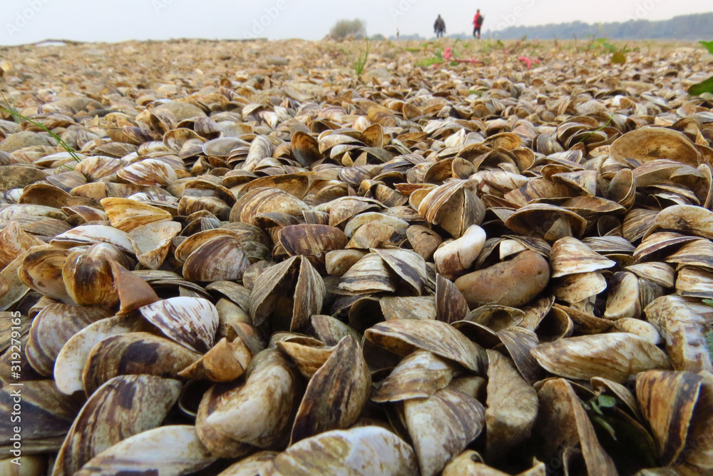 Zebra mussel (Dreissena polymorpha), a small freshwater mussel, very invasive and fast spreading freshwater shell with strong byssal fibers covering vast amount of lake bottom, Dreissenidae, Zebra mussel (Dreissena polymorpha), a small freshwater mussel, very invasive and fast spreading freshwater shell with strong byssal fibers covering vast amount of lake bottom, Dreissenidae,