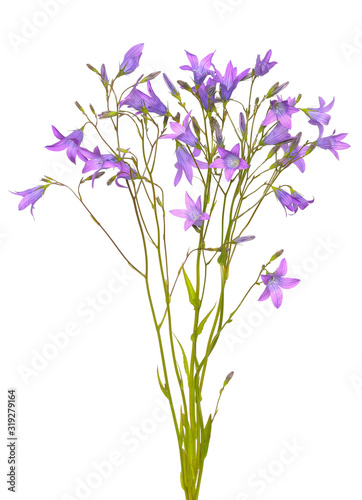 Campanula flowers isolated