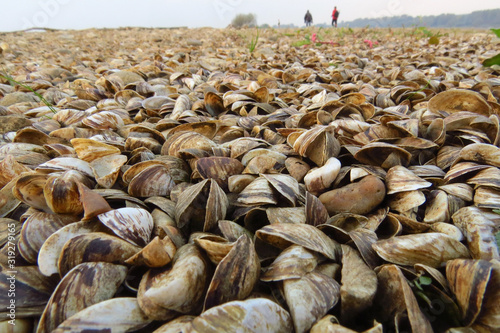 Zebra mussel (Dreissena polymorpha), a small freshwater mussel, very invasive and fast spreading freshwater shell with strong byssal fibers covering vast amount of lake bottom, Dreissenidae, 