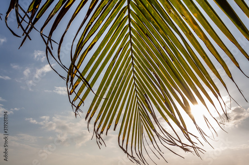 Fototapeta Naklejka Na Ścianę i Meble -  A big Cocos nucifera palm leaf is on the beach orange sunrise sky background