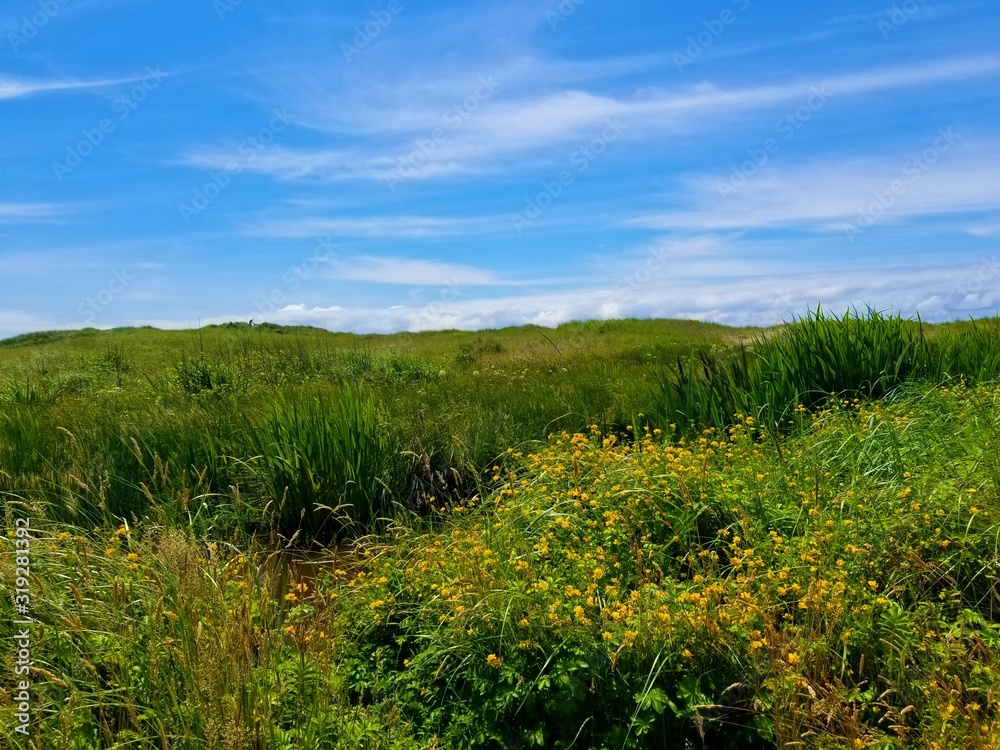 green field of flowers