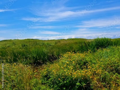 green field of flowers