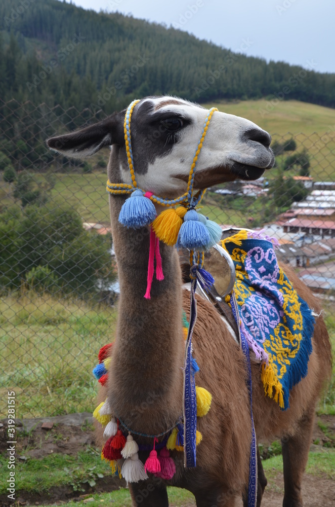 Peruvian llama dressed in colorful pom-poms and tassels Stock Photo | Adobe  Stock