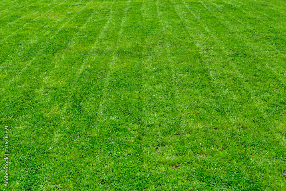 Striped fresh mowed garden lawn in summer Striped fresh mowed garden lawn in summer