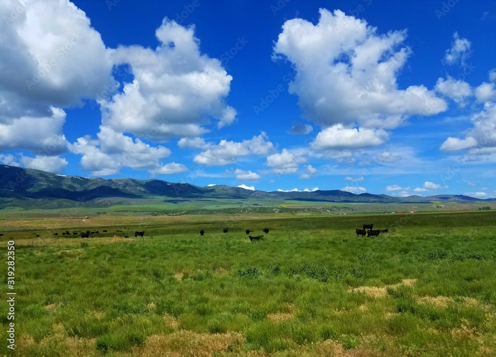 Idaho Grassy Field