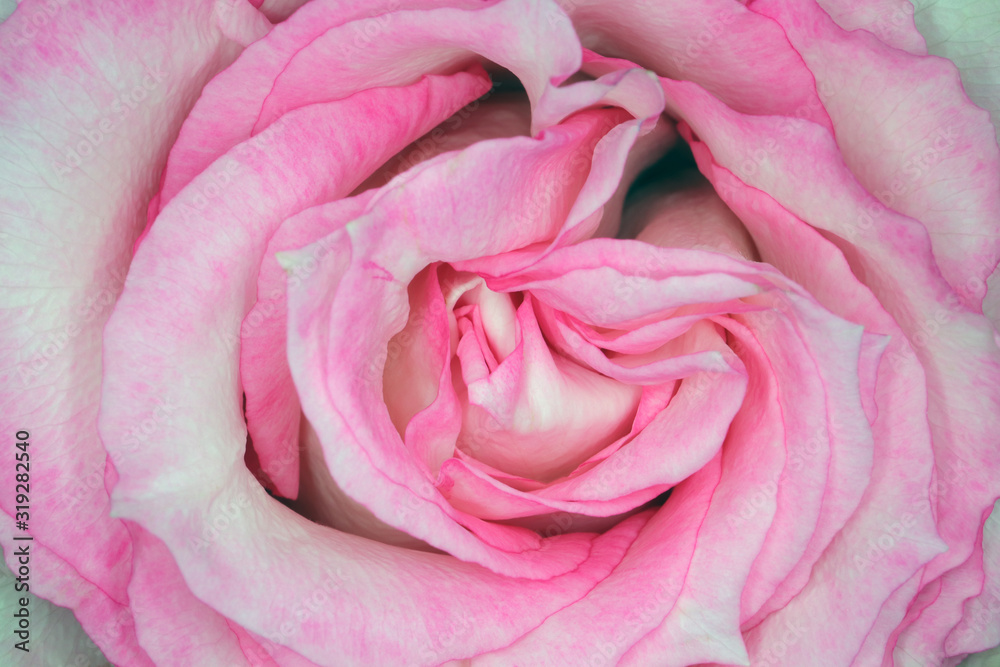 beautiful rosebud as a background for the entire frame beautiful rosebud as a background for the entire frame