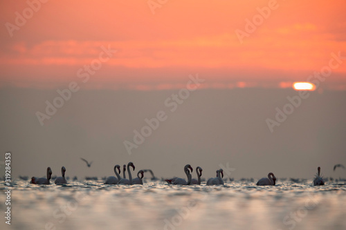 Greater Flamingos wading during morning hours at Asker coast  Bahrain
