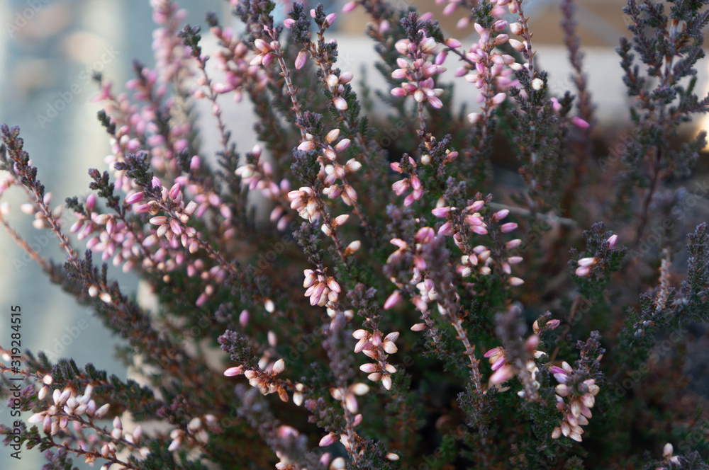 Clusters of small pink flower buds shot close up on deep green spinke branches in spring. Soft cool toned with romantic and loving feelings Clusters of small pink flower buds shot close up on deep green spinke branches in spring. Soft cool toned with romantic and loving feelings
