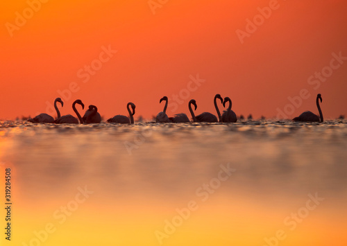 Greater Flamingos and beautiful hue at sunrise, Asker coast, Bahrain